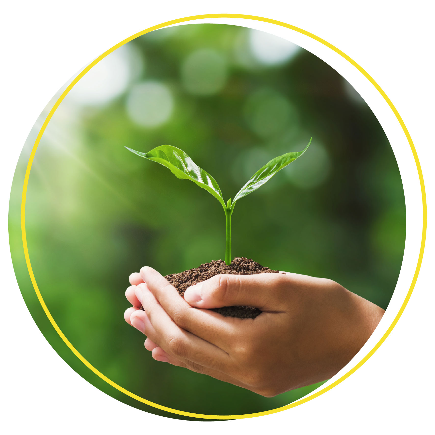 Χέρια που κρατούν ένα φυτό συμβολίζοντας την έννοια της εταιρική ευθύνης απέναντι στο περιβάλλον